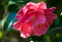 Camellia japonica 'Jessie Burgess'. Sir Harold Hillier Gardens. 