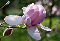 Magnolia 'Iolanthe'. Sir Harold Hillier Gardens. 