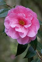 Camellia x williamsii 'Donation'. Sir Harold Hillier Gardens. 