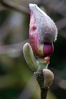 Magnolia x soulangiana 'Rustic Rubra', bud opening. Sir Harold Hillier Gardens.
