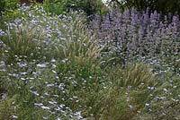 Linum perenne, melica ciliata and nepeta fassenii in mixed flowerbed 