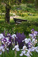 Mixed border with Iris barbata, Salvia nemorosa, Achillea millefolium and Betula 'Youngii'