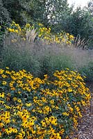 Late summer perennials and ornamental grasses. Rudbeckia fulgida var. sullivantii 'Goldsturm', Panicum virgatum 'Heiliger Hain', Helianthus decapetalus 'Meteor'
