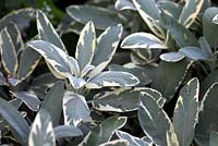 Salvia officinalis 'Rotmühle'