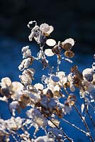Lunaria annua - seed heads of honesty with snow
