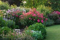 Roses in border beside lawn. Rosa 'Betty Prior' and 'Celine' to the left. Andre Eve Rose Nursery, France