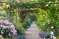 The main path through the nursery with wooden pergola and roses. Rosa 'Dentelle de Bruxelles' and 'Iceberg'. Andre Eve Rose Nursery, France
