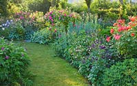 Border of aquilegias and roses beside grass path. On right is Rosa 'Joseph's Coat'. Andre Eve Rose Nursery, France
