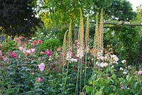 Border with Eremurus, Rosa 'Roville', Rosa 'Tausendschon' and Rosa 'Monsieur de Mourand'. Andre Eve Rose Nursery, France