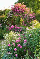 Pergola with Rosa 'Pink Cloud' and in front is Rosa 'Roville' and Rosa 'Belle au Bois Dormant'. Andre Eve Rose Nursery, France

