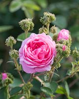 Rosa 'Centifolia var Cristata' - the crested rose. Andre Eve Rose Nursery, France
