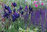 Cloudy Bay Garden, designer Andrew Wilson. Deep blue Irises in moody planting scheme. RHS Chelsea Flower Show 2014. 