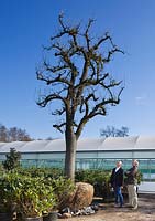 Crocus Nursery, Surrey - Arne Maynard and Crocus Co-Director Mark Fane admire an ancient pear tree for Arne Maynard Chelsea 2012 garden
