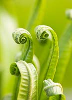 Asplenium scolopendrium - hart's tongue fern. Crocus Nursery, Surrey 
