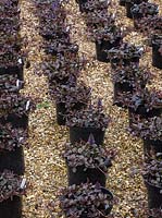 Ajuga growing in containers for Arne Maynard, Chelsea 2012 garden. Crocus Nursery, Surrey