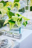 Christmas table setting in white and lime green.  Candles with poinsettia 'Christmas feelings white' in mirrored container. 