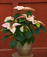 Poinsettia 'Mars Marble' in container indoors 