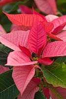 Euphorbia pulcherrima 'Lipstick Pink' - Summerfield Nurseries, Kent