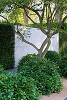 Contemplative, elegant garden with yew hedge and plain concrete wall panel in front of which is a raised canopy amelanchier and loosely arranged domed Fagus shrubs. Best Show Garden Gold medal winner
