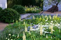 The Laurent-Perrier Garden, Chelsea Flower Show 2014. Border with Orlaya grandiflora and Lupinus 'Cashmere Cream' and domed loose topiary Fagus beech. Best Show Garden Gold medal 