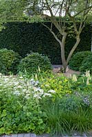 Chelsea Flower Show 2014, The Laurent-Perrier Garden detailing the combination of Lupinus, Orlaya grandiflora, Smyrmium perfoliata and Tellima grandiflora with Amelanchier and Beech spheres.