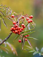 Sorbus Commixta 'Olympic Flame' Dodong - Montain ash 