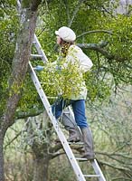 Mistletoe being harvested near Tenbury Wells, Worcestershire. Girl on ladder gathering mistletoe
