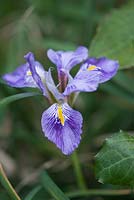 Iris unguicularis. Cambridge Botanic Garden