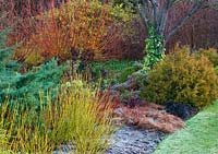 Winter border with Cornus sericea 'Flaviramea', Cornus siberica, Carex montana, Thuja occidentalis 'Rheingold', Salix alba 'Britzensis'. Cambridge Botanic Garden, Cambridgeshire