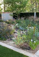 The M and G garden, Gold medal winner. RHS Chelsea Flower Show 2014. Gravel garden with Cerinthe major purpurascens, Asphodeline lutea, Geranium 'Sanne', Rosa glauca, Iris, Centaurea, Stipa gigantea.