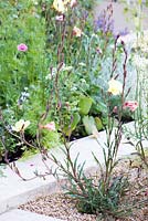 Oenothera odorata 'Sulphurea'. The M and G Garden, Gold medal winner. RHS Chelsea Flower Show 2014.