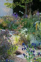 Planting of perennials, grasses and bulbs including Stipa gigantea, Asphodeline lutea, Eschscholzia californica 'Red Chief', Papaver, Rosa glauca and Athamantha turbith. The M and G Garden, Gold medal winner. RHS Chelsea Flower Show 2014.