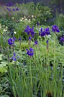 Dark blue Iris  - No Man's Land - ABF The Soldier's Charity Garden to mark the centerary of World War One.  