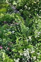 Shady, woodland planting of perennials and ferns including Astrantia, Matteuccia struthiopteris, Dryopteris filix-mas, Epimedium x youngianum 'Niveum', Onoclea sensibilis and Trollius x cultorum 'Alabaster' in the No Man's Land