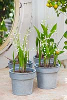 Metal containers with convallaria majalis - lily of the valley. 