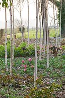 The winter garden with path, Betula utilis jacquemontii 'Doorenbos', Hyacinth 'Pink Pearl' and Muscari armeniacum. Ragley Hall, Warwickshire