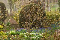 The winter garden with muscari, primulas and stachyrus praecox. Ragley Hall, Warwickshire