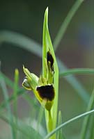 Iris Hermodactylus