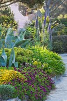 Border with agaves, euphorbia and echium pinniana. Herm Island, Channel Islands 