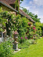 Lawn and 15th century french farmhouse with Rosa 'Pierre de Ronsard'. Les Jardins de Roquelin, Loire Valley, France
