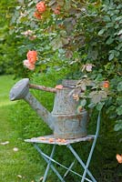 Vintage french watering can on blue metal seat  with Rosa 'Westerland'. Les Jardins de Roquelin, Loire Valley, France