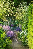 Path with nepeta and crambe cordifolia in front garden. Gipsy House, Buckinghamshire 
