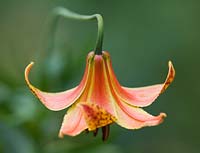 Lilium 'Canadense', Western American species, unscented