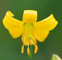 Lilium parryi 'Lemon Lily' - perfume is like honey. Western American species