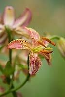 Lilium 'Slate's Select', martagon lily - scented