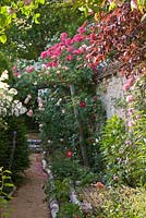 Rosa leander on right with pergola and path lined with birch. Andre Eve Garden, France
