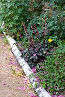 Heucheras and geraniums beside path edged with silver birch logs. Andre Eve Garden, France