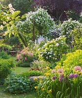 Allium christophii, Iris 'Roy Davidson', Rosa 'Natalie' and Rosa 'Belle Helene'. Andre Eve Garden, France
