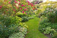 Grass path surrounded by Rosa 'Cerise Bouquet' and Rosa 'Sourire d'Orchidee'. Andre Eve Garden, France