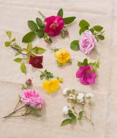 Cut flowers of Rosa gallica, damascena, chinensis sanguinea, foetida parisienne, rosa rugosa, rosa centifolia, rosa foetida, rosa multiflora. Andre Eve Garden, France